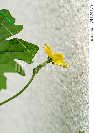 雌花 ツルレイシ 花 植物の写真素材