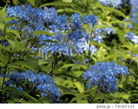 花 あじさい 八重あじさい 青の写真素材