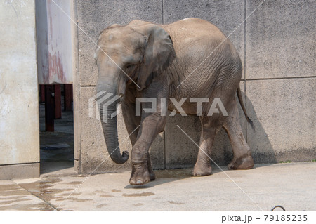 とべ動物園の写真素材