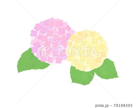 花 紫陽花 透過 イラストのイラスト素材