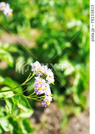 ジャガイモの花 黄色 春 薄紫色の写真素材