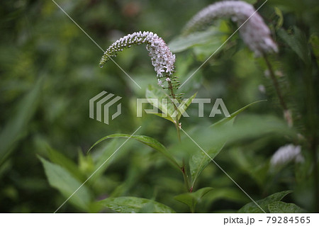 花 トラノオ 白い花 トラノオの花の写真素材