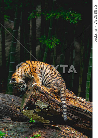 山月記の写真素材