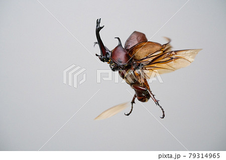 虫 昆虫 カブトムシ 飛ぶの写真素材