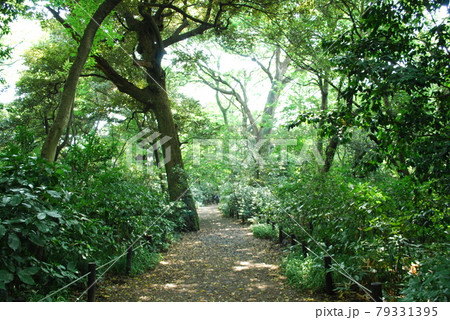 森 道 小道 自然の写真素材 - PIXTA
