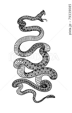 動物 ヘビ 蛇 コブラのイラスト素材