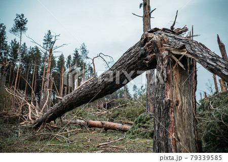 雷の落ちた木の写真素材 - PIXTA