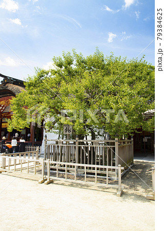 飛梅伝説の写真素材