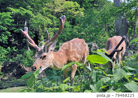 知床 蝦夷鹿 エゾシカ 鹿の写真素材 - PIXTA