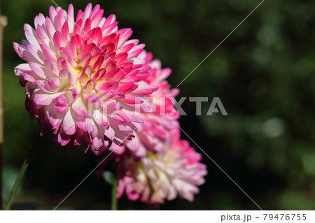 メキシコの国花の写真素材