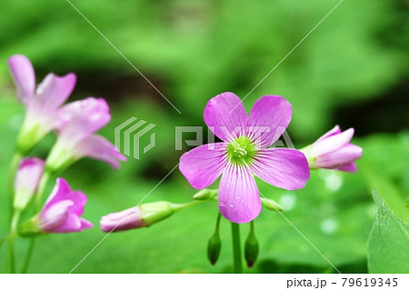 雑草 薄ピンク 花 ピンクの写真素材