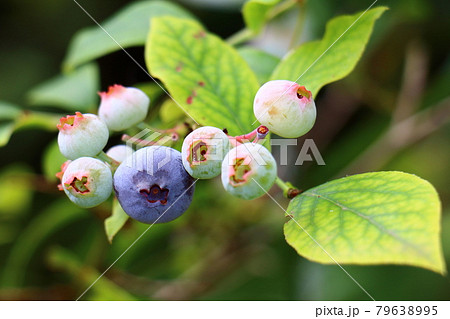 ブルーベリー 果実 ツツジ科 果物の写真素材