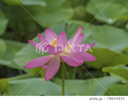 凛とした花の写真素材