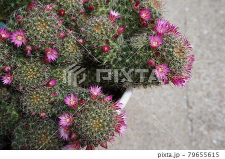 サボテンの綿毛 多肉植物の写真素材