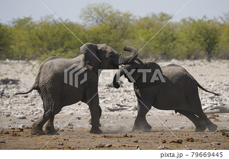 ぞう 象 の写真素材集 ピクスタ