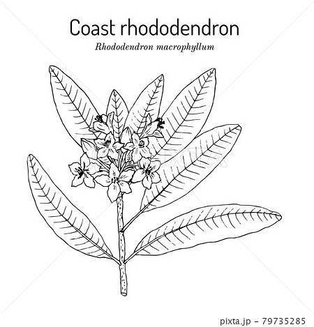 シャクナゲのイラスト素材