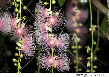マングローブの花の写真素材