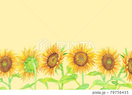 花 向日葵 ひまわり 水彩の写真素材
