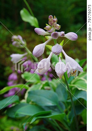 ホスタ ハルシオンの写真素材