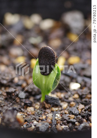 ヘチマ 苗 ヘチマ苗 芽の写真素材