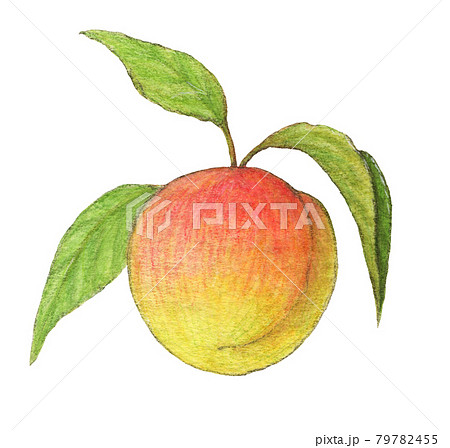 梅の実のイラスト素材