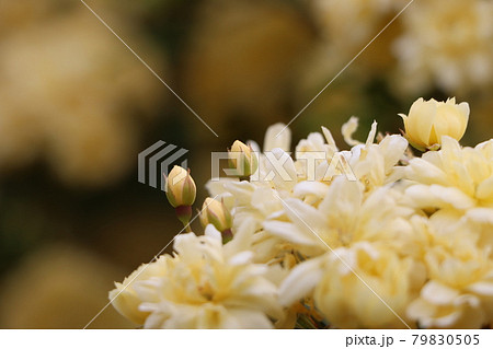 黄モッコウバラ 葉の写真素材