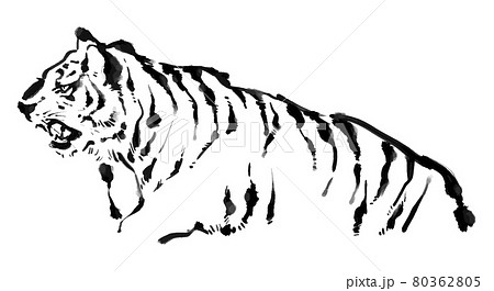 虎 トラ 動物 水墨画のイラスト素材 - PIXTA