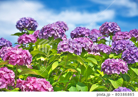 花 壁紙 紫陽花 梅雨の写真素材