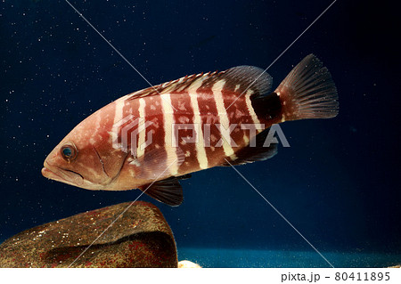 マハタ ハタ クエ 海水魚の写真素材