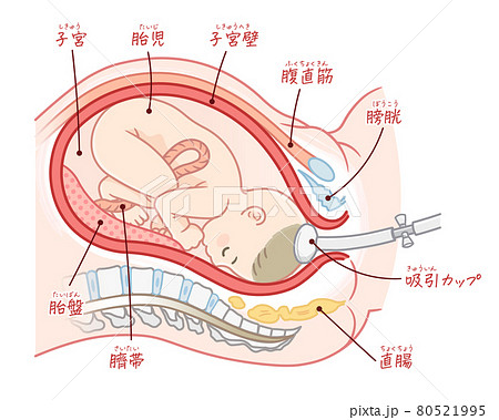 胎盤のイラスト素材