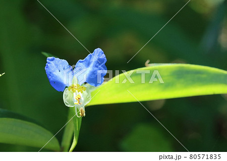 ホタルグサ 雑草の写真素材