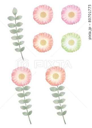 アネモネ 花 1輪 白バックの写真素材