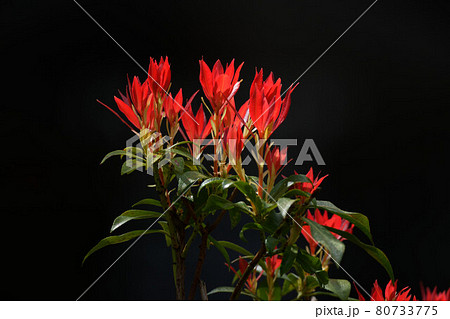 アンドロメダの花の写真素材