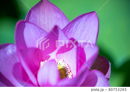 睡蓮 蓮華 紅蓮華 花の写真素材