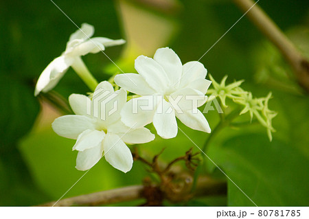 マツリカ 茉莉花 アラビアジャスミン 学名 Jasminum Sambac Ait ジャスミンティの写真素材 マツリカ 茉莉花 アラビアジャスミン 学名 Jasminum Sambac Ait ジャスミンティの写真素材