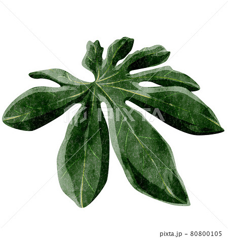 熱帯植物のイラスト素材