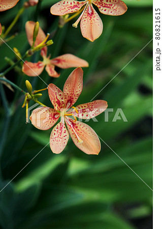 ぬばたま 植物の写真素材