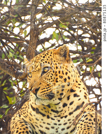 ヒョウ 動物 豹 レパードの写真素材