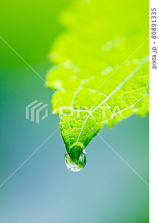 葉 葉っぱ 水滴 雫の写真素材