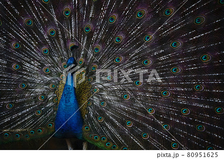 求愛行動 動物の写真素材