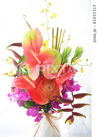 お花 モカラ 花 トロピカルの写真素材