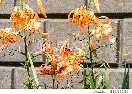 花 オニユリ タイガーリリー オレンジの写真素材 花 オニユリ タイガーリリー オレンジの写真素材