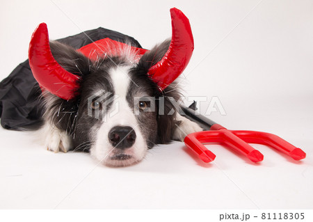 犬 コスプレ ハロウィン コスチュームの写真素材