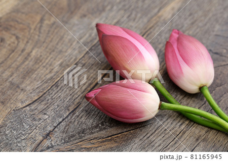 ベトナム国花の写真素材