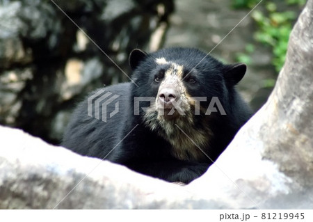 メガネグマ 木登り 熊 メガネクマの写真素材