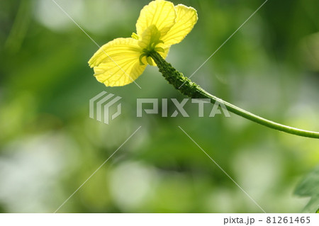 雌花 ツルレイシ 花 植物の写真素材