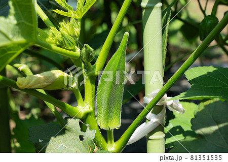 オクラ畑の写真素材