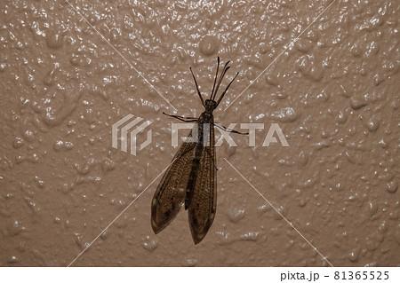 カゲロウ 蜻蛉 蜉蝣 かげろうの写真素材