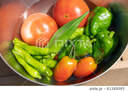 ピーマン畑 栽培の写真素材