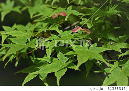 もみじの種の写真素材